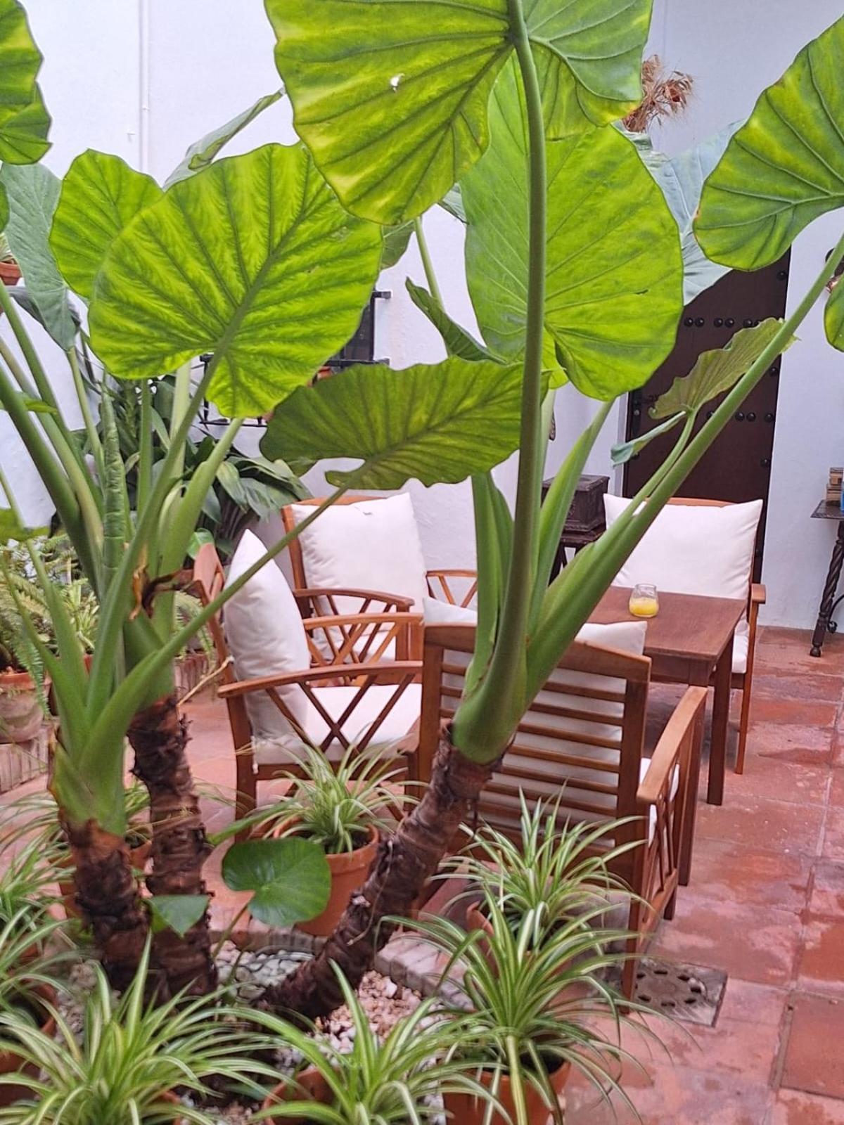 Hostal Gran Capitan Chipiona Zewnętrze zdjęcie